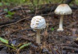 Что делать при отравлении грибами 
