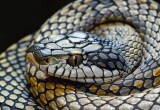Как обезопасить дачный участок от змей
